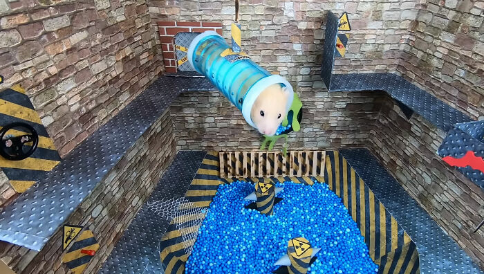 I Created A Maze Inspired By Minecraft And Let My Hamster Homa Explore It I Created A Maze Inspired By Minecraft And Let My Hamster Homa Explore It