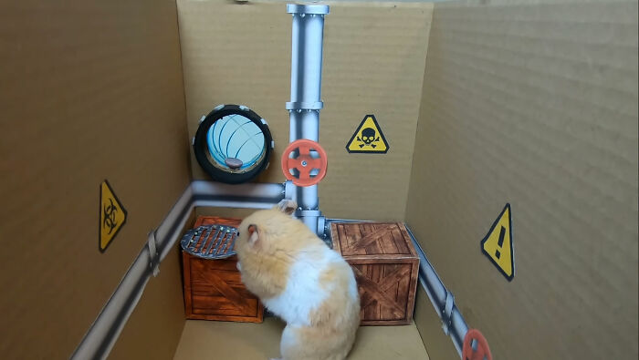 I Created A Maze Inspired By Minecraft And Let My Hamster Homa Explore It