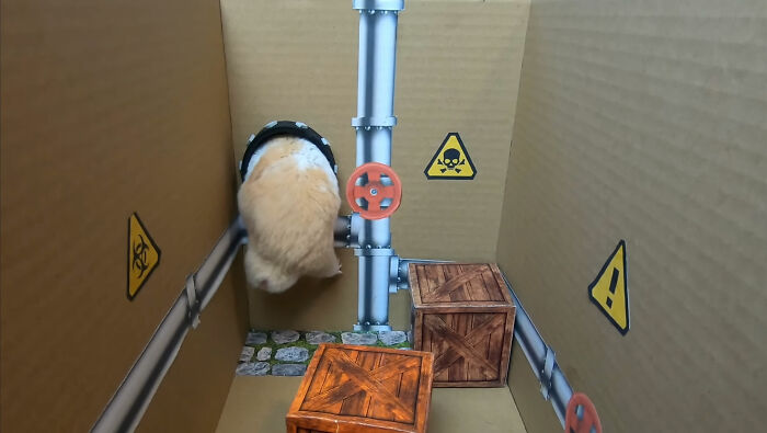 I Created A Maze Inspired By Minecraft And Let My Hamster Homa Explore It