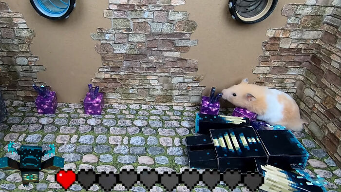 I Created A Maze Inspired By Minecraft And Let My Hamster Homa Explore It I Created A Maze Inspired By Minecraft And Let My Hamster Homa Explore It