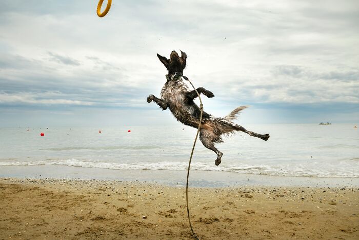 "Dog Beach" By Jan Caga