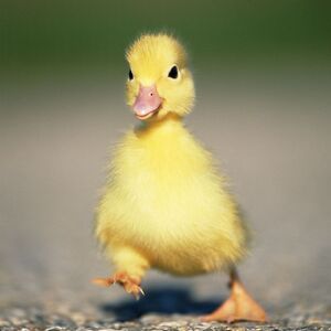 victoriavonwallenstein avatar