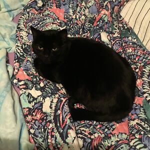 lightninginabottle21 avatar