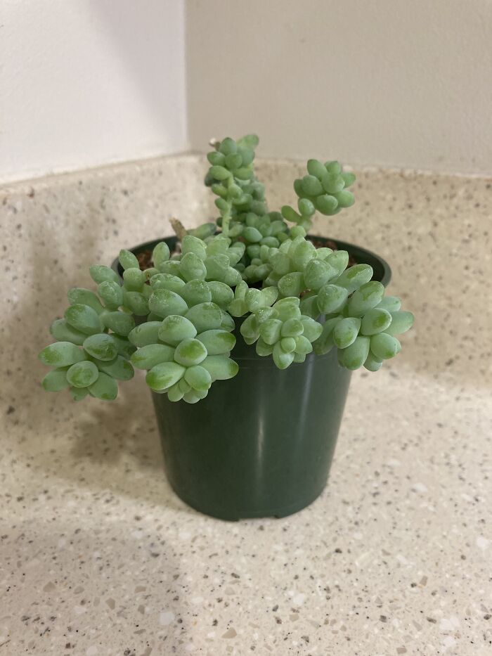 Little Succulent 🥰