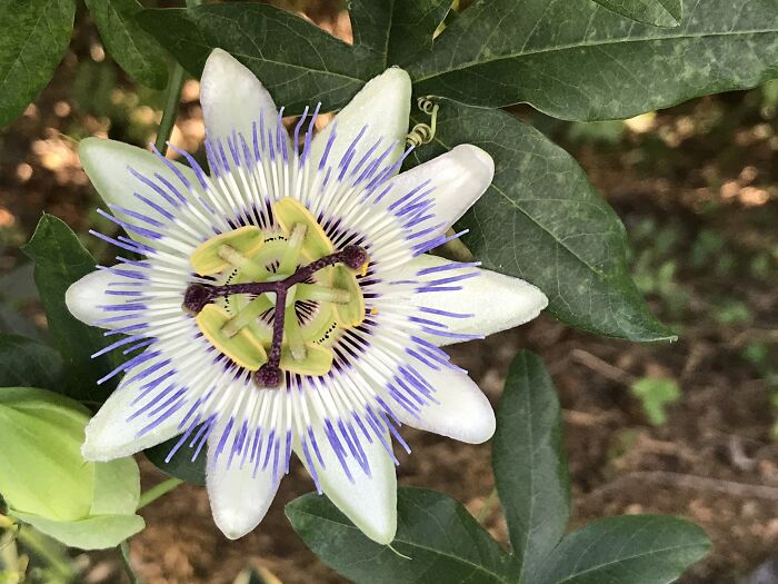 Passion Flower From Last Year. So Many Varieties Of The Passion Flower Vine, Each Unique And Beautiful