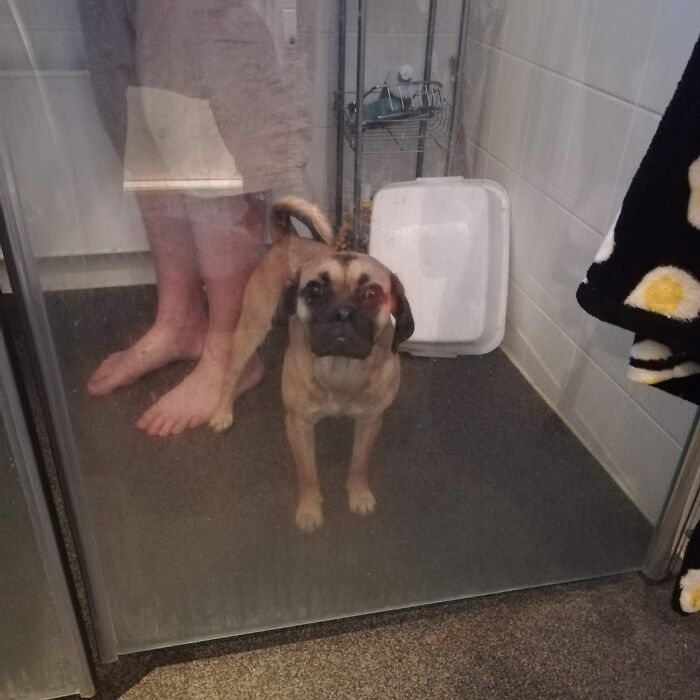 Laka Is Terrified Of Water. I Have To Carry Her Over Puddles Sometimes So Here Is Her In The Shower