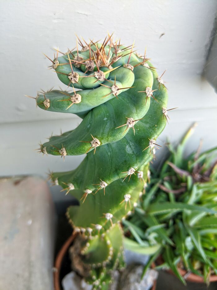 Cereus Forbesii 'Spiralis', Or As I Like To Call It, 'Swirly Cactus'