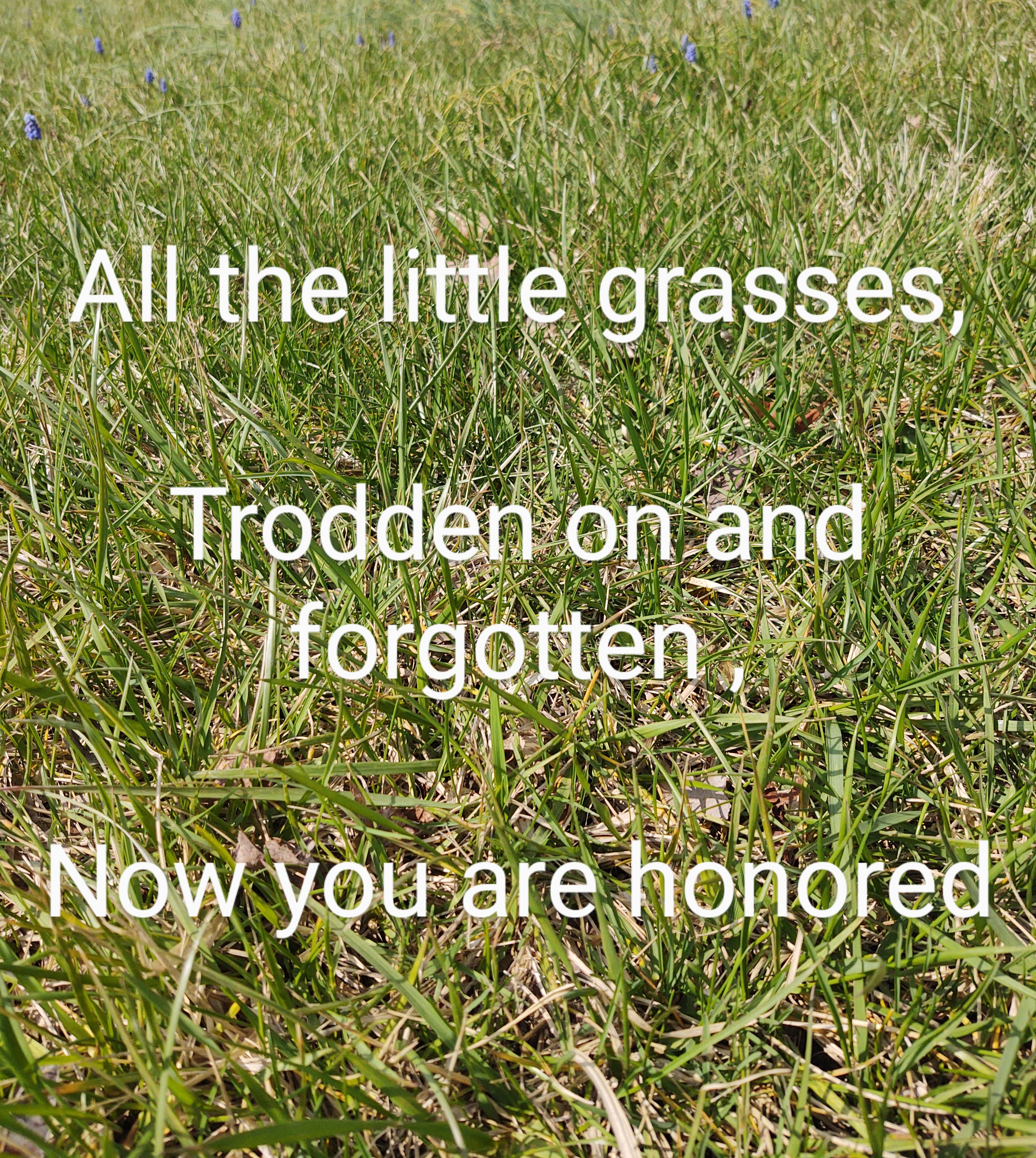 I Wrote Poems To Go With Pictures I Took Of Local Scenery