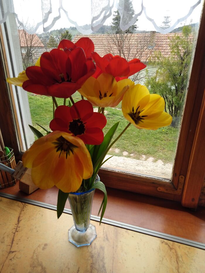 My Gorgeous Tulips 💓
