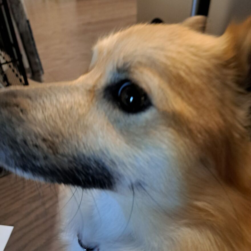 Show Me Pics Of Ur Pet! :} Show Me Pics Of Ur Pet! :}