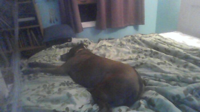 My Bed With My Doge :)