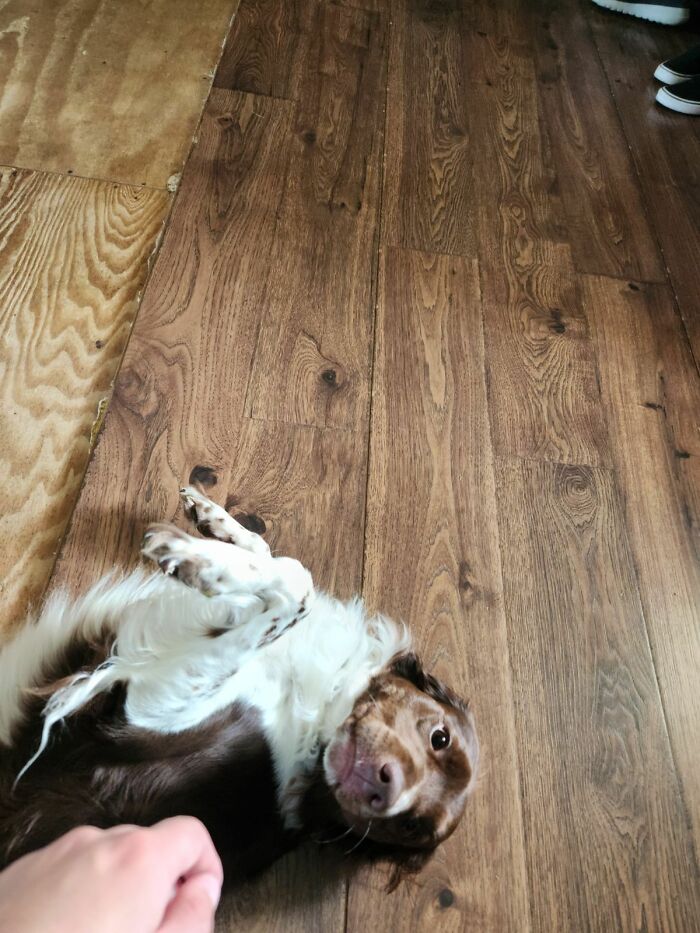 Robby: Belly Rubs In 3...2...1