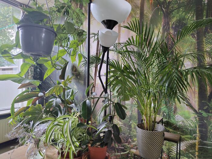 View From My Desk.. :some: Of My Plants