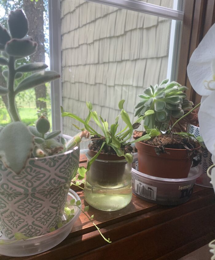 My Venus Flytraps (The One On The Right Just Bloomed So It’s Kinda Sad Looking)