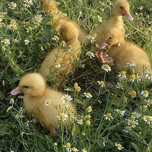 ziniasundahl_1 avatar