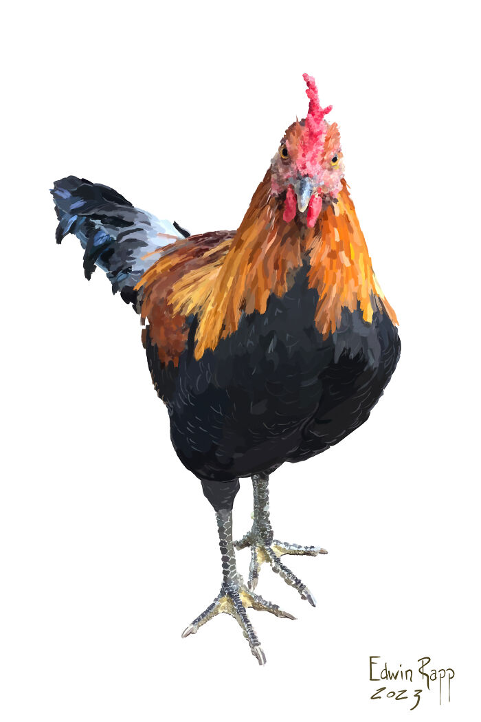 A Chicken I Met In O’ahu On Spring Break