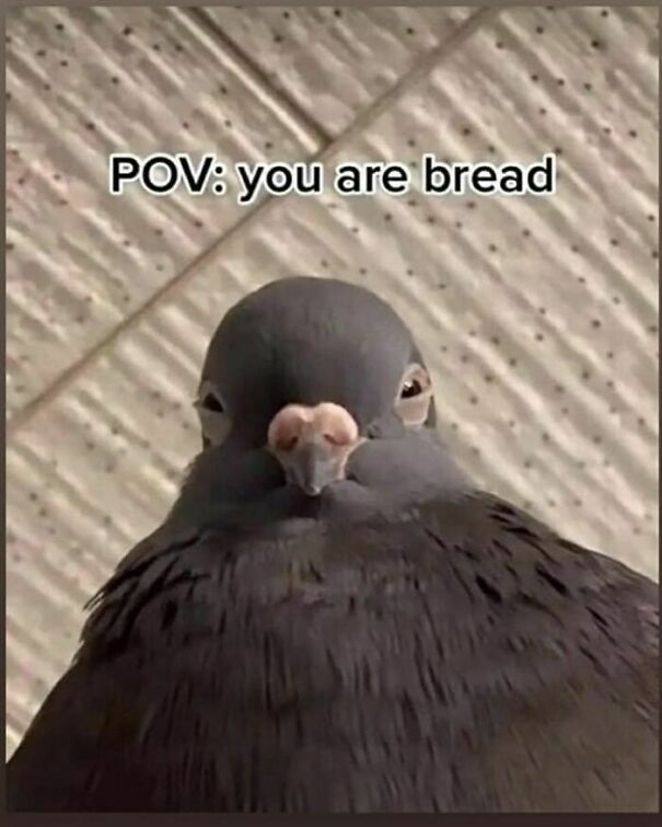 Pov You Are Bread