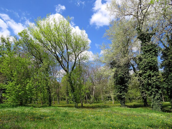 A Piece Of Wilderness In The Heart Of The City, On A River Island, Lots Of Birds, Wildflowers, Peaceful And Full Of Life...and Close To My House🥰