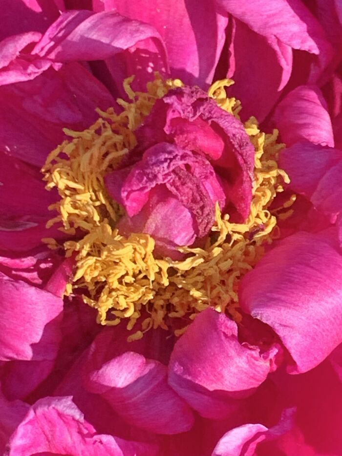 Peonies Just Like My Great Grandmother Had
