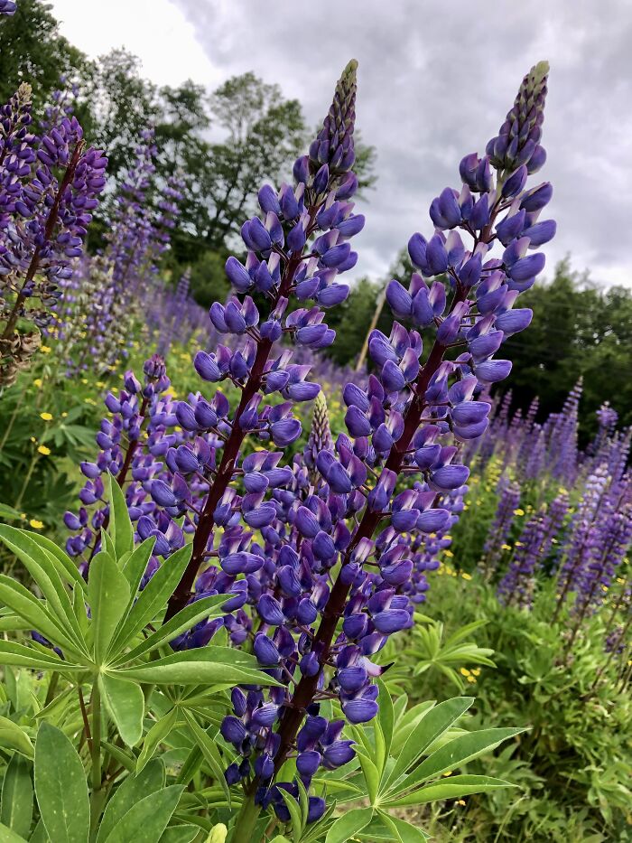 In A Field Of Lupine !