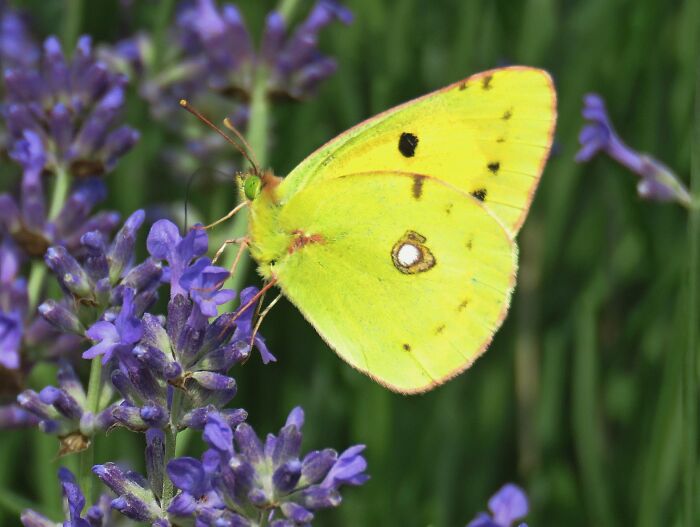 Colias Croceus-Clouded Yellow On The Lavender Flower, Mother Nature Blends The Colors Most Beautifully