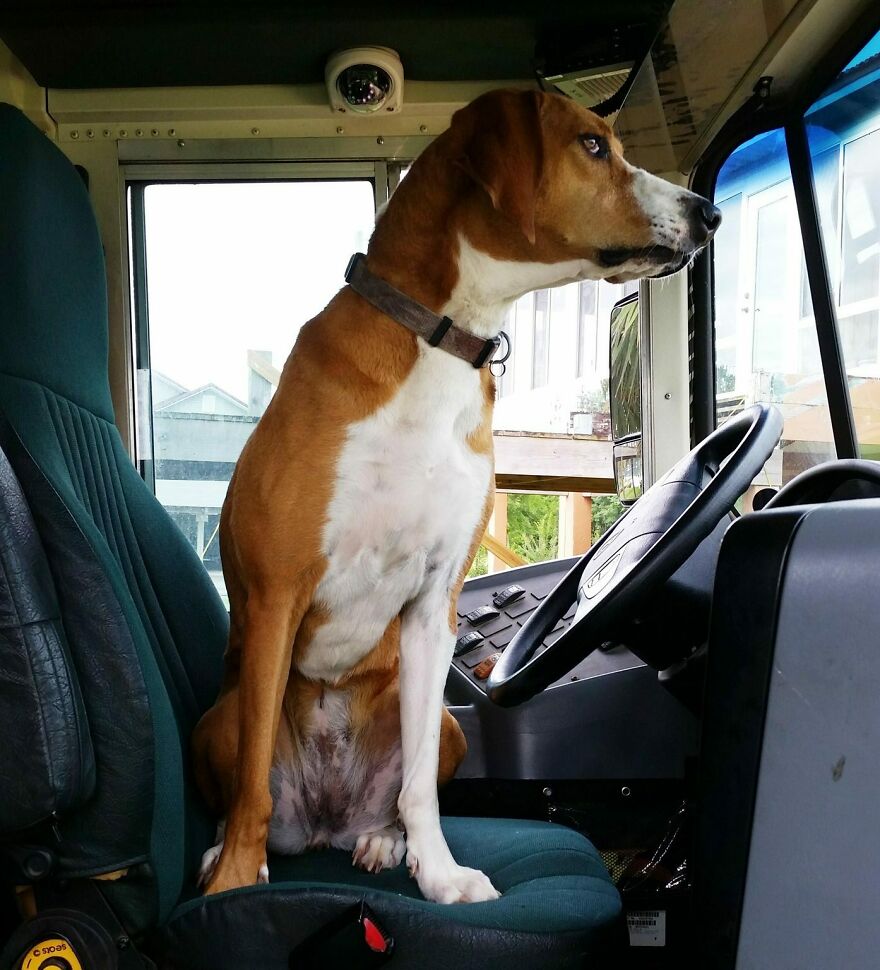 Your School Bus Driver