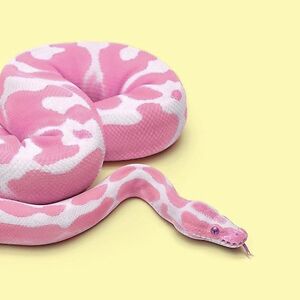 alohakitty314 avatar