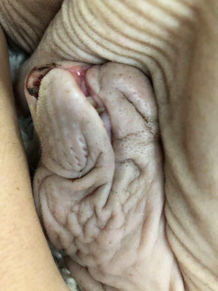 My Daughter's Cat....or Dragon?