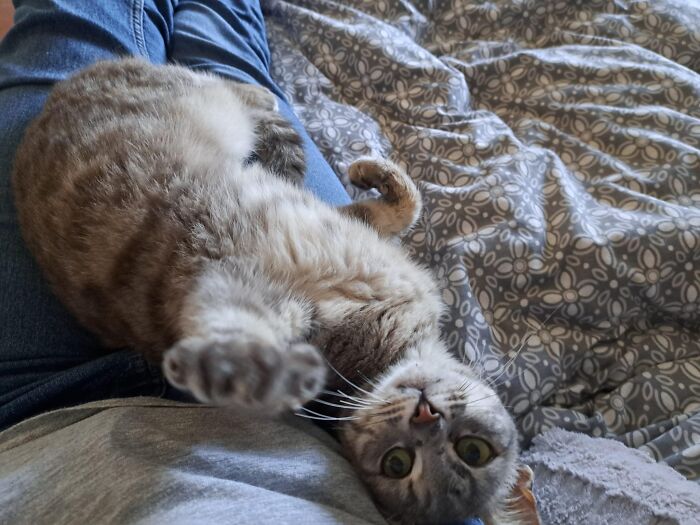 A Woman Who Selflessly Rescued Countless Animals In Cyprus Is In Urgent Need Of Help Herself A Woman Who Selflessly Rescued Countless Animals In Cyprus Is In Urgent Need Of Help Herself