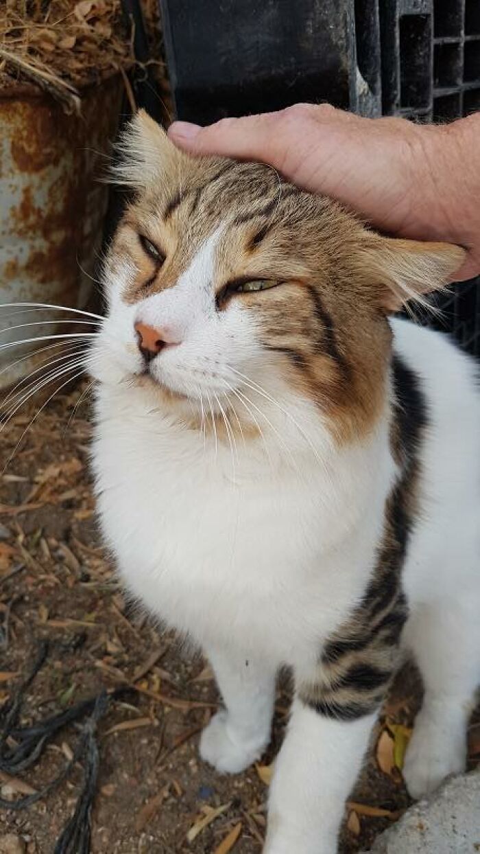 A Woman Who Selflessly Rescued Countless Animals In Cyprus Is In Urgent Need Of Help Herself A Woman Who Selflessly Rescued Countless Animals In Cyprus Is In Urgent Need Of Help Herself