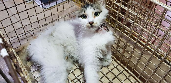 A Woman Who Selflessly Rescued Countless Animals In Cyprus Is In Urgent Need Of Help Herself A Woman Who Selflessly Rescued Countless Animals In Cyprus Is In Urgent Need Of Help Herself