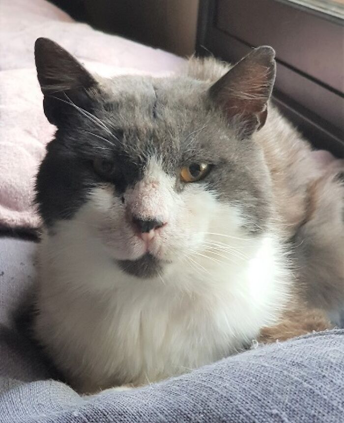 A Woman Who Selflessly Rescued Countless Animals In Cyprus Is In Urgent Need Of Help Herself A Woman Who Selflessly Rescued Countless Animals In Cyprus Is In Urgent Need Of Help Herself