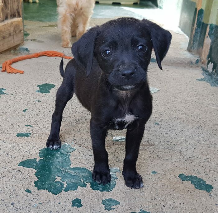 A Woman Who Selflessly Rescued Countless Animals In Cyprus Is In Urgent Need Of Help Herself A Woman Who Selflessly Rescued Countless Animals In Cyprus Is In Urgent Need Of Help Herself