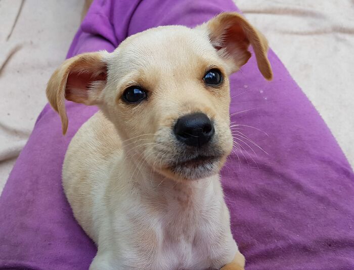 A Woman Who Selflessly Rescued Countless Animals In Cyprus Is In Urgent Need Of Help Herself A Woman Who Selflessly Rescued Countless Animals In Cyprus Is In Urgent Need Of Help Herself