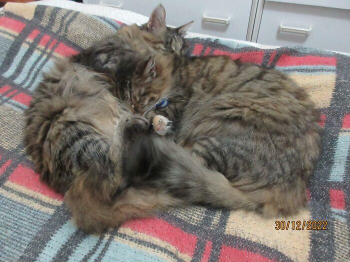 A Woman Who Selflessly Rescued Countless Animals In Cyprus Is In Urgent Need Of Help Herself A Woman Who Selflessly Rescued Countless Animals In Cyprus Is In Urgent Need Of Help Herself