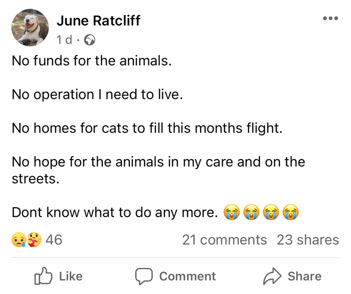 A Woman Who Selflessly Rescued Countless Animals In Cyprus Is In Urgent Need Of Help Herself A Woman Who Selflessly Rescued Countless Animals In Cyprus Is In Urgent Need Of Help Herself