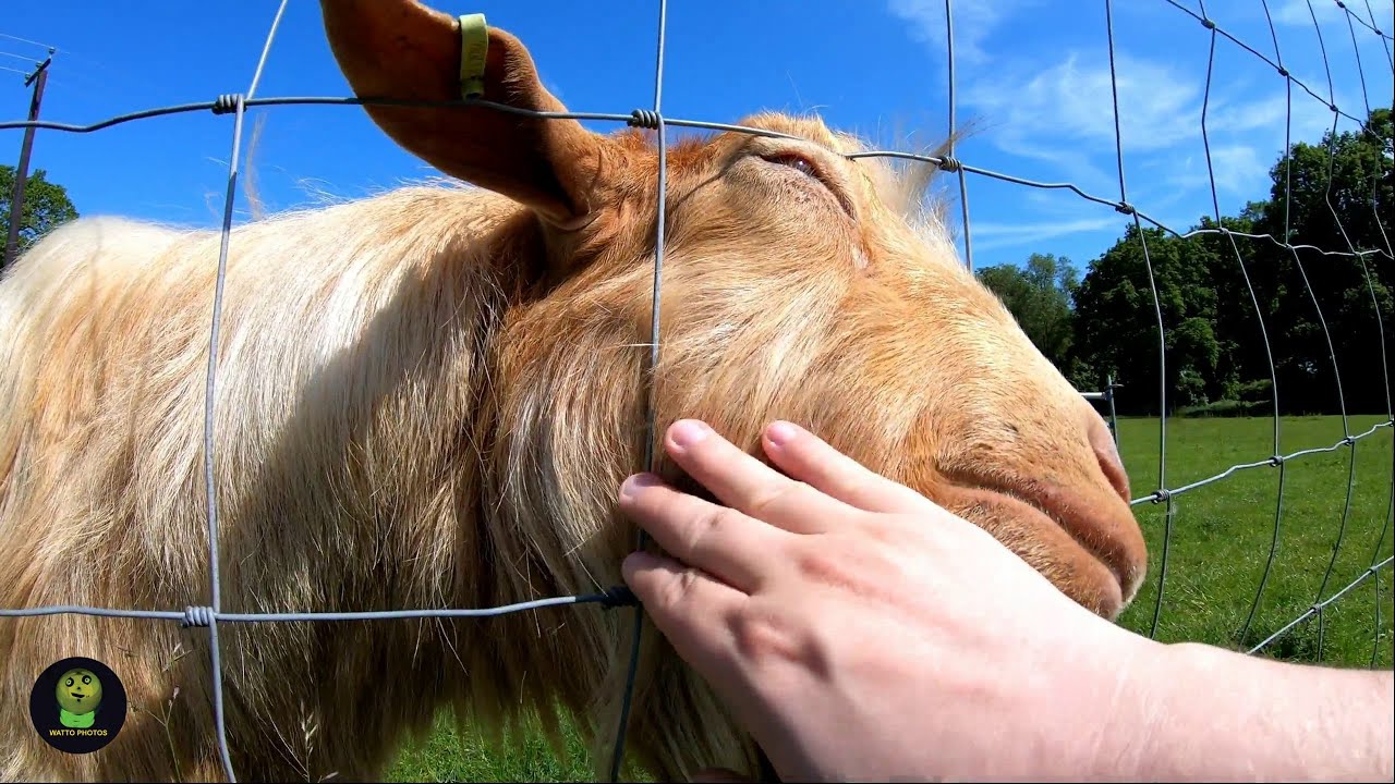 Friendly Goat At English Park