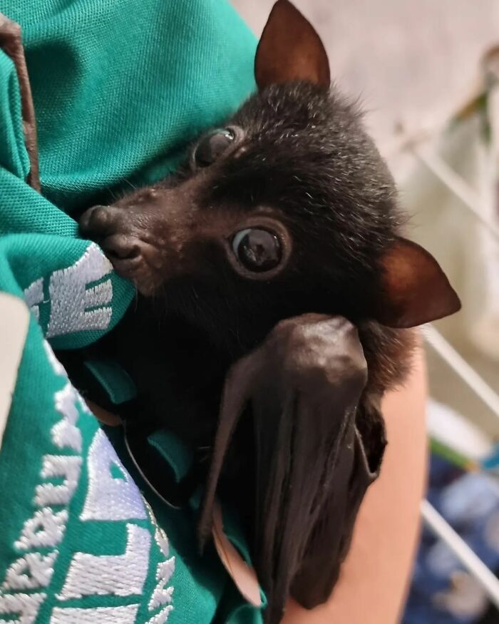 This Wildlife Vet Nurse Rescues And Rehabilitates Orphaned Baby Bats This Wildlife Vet Nurse Rescues And Rehabilitates Orphaned Baby Bats