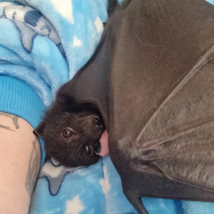 This Wildlife Vet Nurse Rescues And Rehabilitates Orphaned Baby Bats This Wildlife Vet Nurse Rescues And Rehabilitates Orphaned Baby Bats