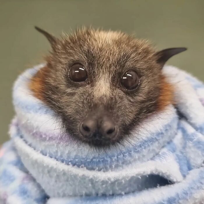 This Wildlife Vet Nurse Rescues And Rehabilitates Orphaned Baby Bats This Wildlife Vet Nurse Rescues And Rehabilitates Orphaned Baby Bats