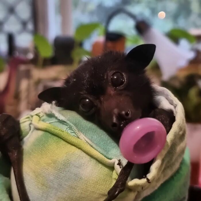 This Wildlife Vet Nurse Rescues And Rehabilitates Orphaned Baby Bats