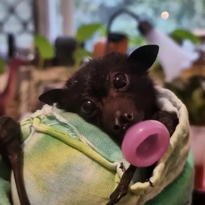 This Wildlife Vet Nurse Rescues And Rehabilitates Orphaned Baby Bats This Wildlife Vet Nurse Rescues And Rehabilitates Orphaned Baby Bats