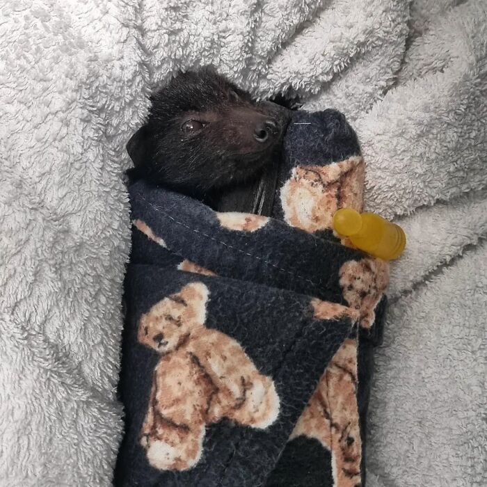 This Wildlife Vet Nurse Rescues And Rehabilitates Orphaned Baby Bats