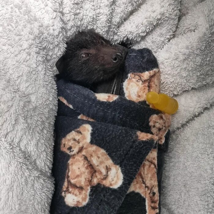 This Wildlife Vet Nurse Rescues And Rehabilitates Orphaned Baby Bats This Wildlife Vet Nurse Rescues And Rehabilitates Orphaned Baby Bats