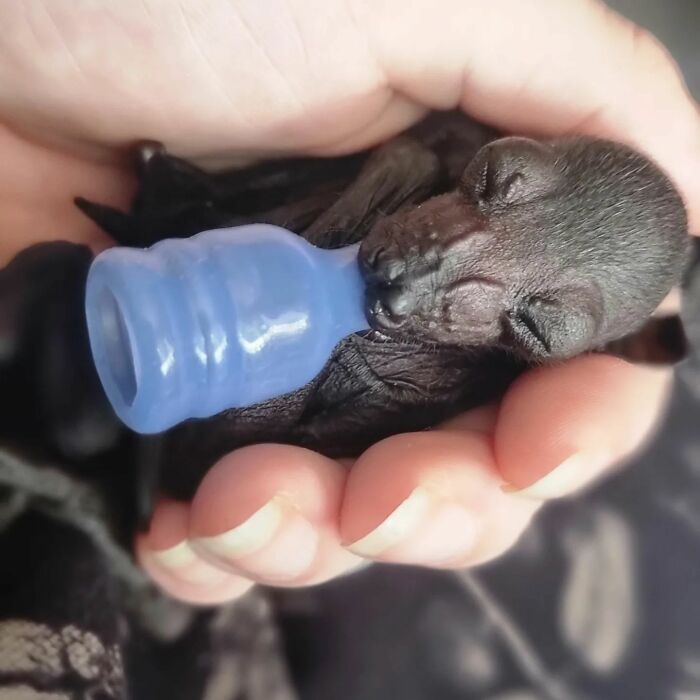 This Wildlife Vet Nurse Rescues And Rehabilitates Orphaned Baby Bats This Wildlife Vet Nurse Rescues And Rehabilitates Orphaned Baby Bats