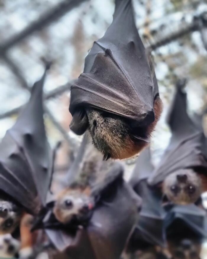 This Wildlife Vet Nurse Rescues And Rehabilitates Orphaned Baby Bats This Wildlife Vet Nurse Rescues And Rehabilitates Orphaned Baby Bats