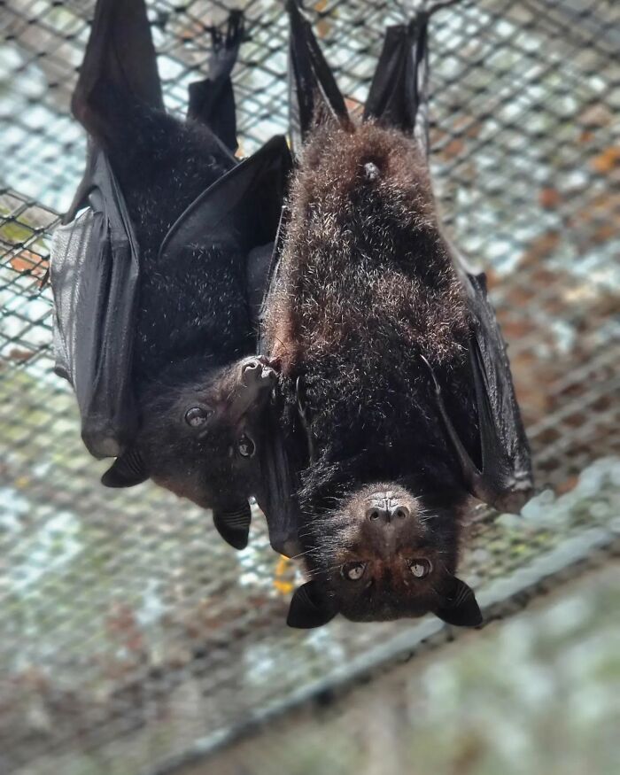 This Wildlife Vet Nurse Rescues And Rehabilitates Orphaned Baby Bats This Wildlife Vet Nurse Rescues And Rehabilitates Orphaned Baby Bats