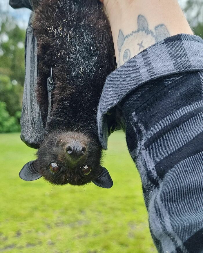 This Wildlife Vet Nurse Rescues And Rehabilitates Orphaned Baby Bats This Wildlife Vet Nurse Rescues And Rehabilitates Orphaned Baby Bats