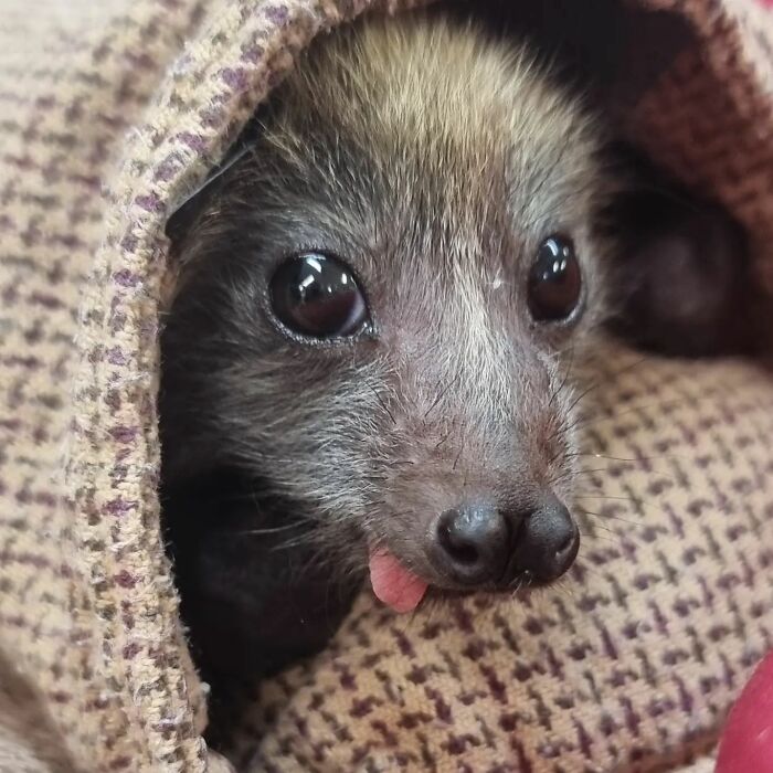 This Wildlife Vet Nurse Rescues And Rehabilitates Orphaned Baby Bats This Wildlife Vet Nurse Rescues And Rehabilitates Orphaned Baby Bats