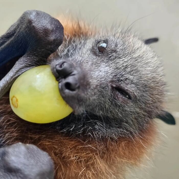 This Wildlife Vet Nurse Rescues And Rehabilitates Orphaned Baby Bats This Wildlife Vet Nurse Rescues And Rehabilitates Orphaned Baby Bats
